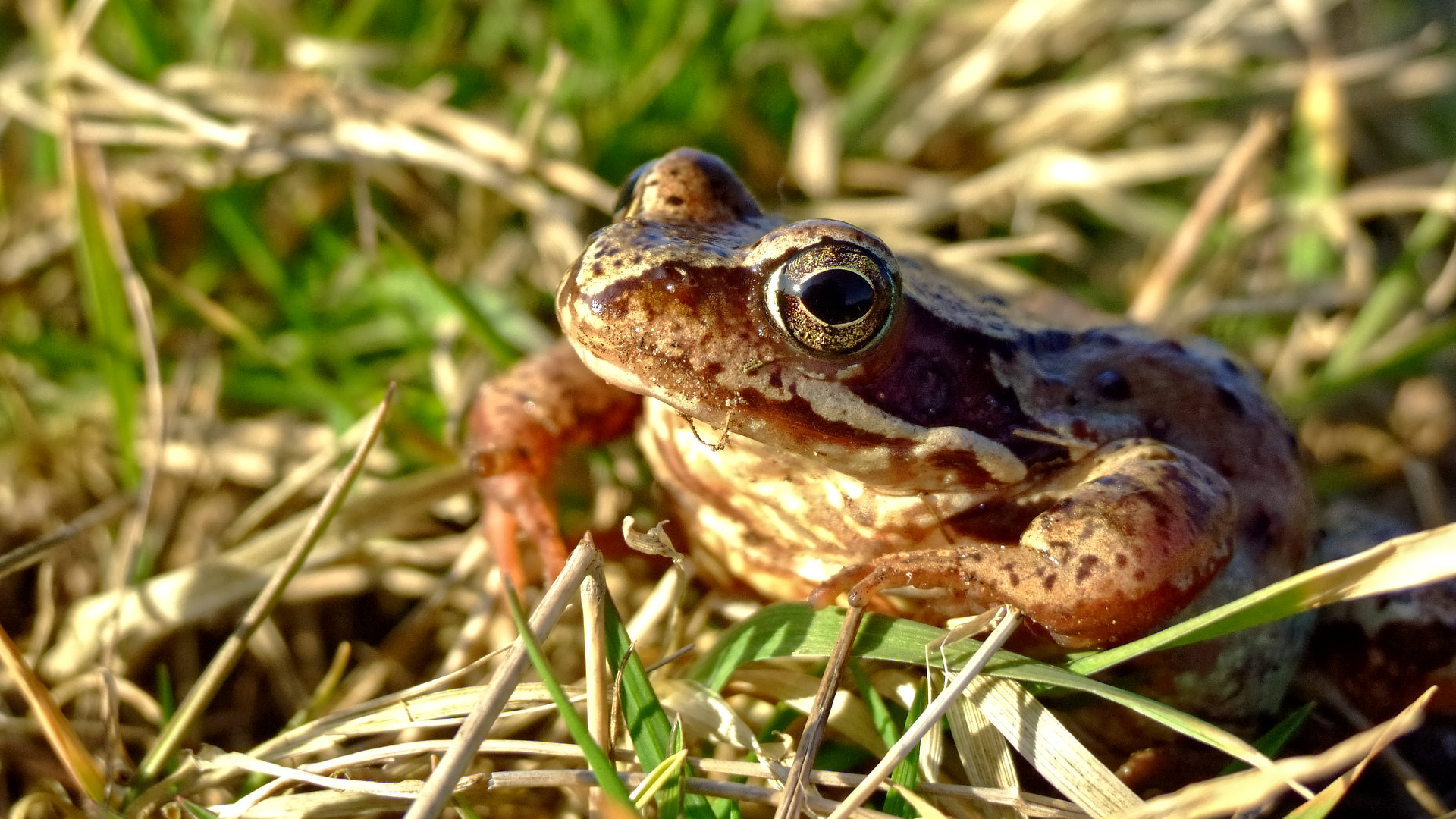 🐸 Kojące odgłosy kumkania żab i delikatnego deszczu | ASMR natury do snu i relaksu 🐸