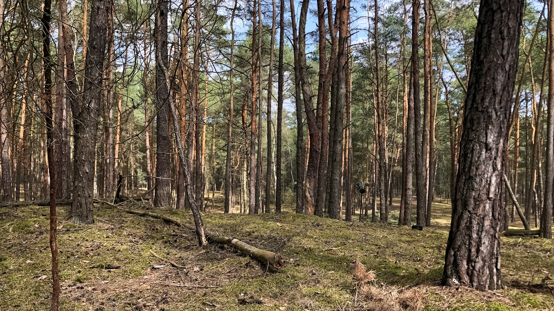 🌿 Wiosenny Las – Ptaki 🦜, Szum Wiatru 🌬️ i Skrzypiące Drzewa 🌳 | Dźwięki Natury do Relaksu i Snu 💤